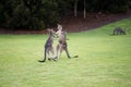 Australian fighting juvenile Eastern Grey Kangaroos