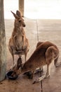 Two friendly kangaroos drinking water on hot day Royalty Free Stock Photo