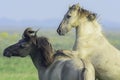 Two wild konik horses