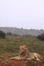 Two wild lions in the rain