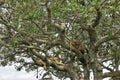 Two wild lions are sleeping peacefully in a tree. Royalty Free Stock Photo