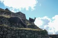 Two wild llamas stand on the Inca ruins at different heights and look for something to eat.