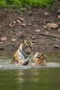 two wild male bengal tiger or brother in action fight for territory in pond water in monsoon season safari adventure at