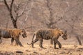 Two wild male bengal tiger or panthera tigris cubs walking side profile body covered in mud coming out of sludge in hot and dry