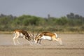 Two wild male blackbuck or antilope cervicapra or indian antelope in action fighting with force and long horns in open natural Royalty Free Stock Photo
