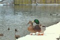 Two wild mallard ducks standing on pier covered with snow near river. Wild nature life, feeding ducks, walking in winter park conc Royalty Free Stock Photo