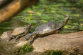 Two wild marsh turtle in the pond