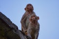 Two wild monkeys, India Royalty Free Stock Photo