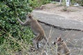 Two wild monkeys playing at the monkey mountain Khao Takiab in Hua Hin, Thailand, Asia Royalty Free Stock Photo