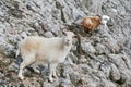 Two wild mountain goats at climbing at grey rock Royalty Free Stock Photo