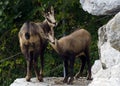 Two wild mountain goats are watching curiously the visitors of Alpine Zoo in Innsbruck