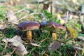 Two wild mushrooms bay bolete in natural forest in autumn. Selective focus Royalty Free Stock Photo