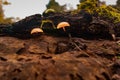 Two wild mushrooms on a damp forest area. Royalty Free Stock Photo