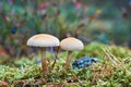 Two wild mushrooms grow side by side in the forest Royalty Free Stock Photo