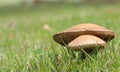 Two wild Mushrooms Royalty Free Stock Photo