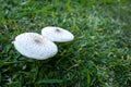 Two wild mushrooms growing in the grass Royalty Free Stock Photo