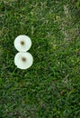 Two wild mushrooms growing in the grass Royalty Free Stock Photo