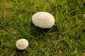 Two wild mushrooms growing in a park in Worcester, South Africa Royalty Free Stock Photo