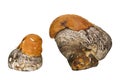 Two wild mushrooms Royalty Free Stock Photo