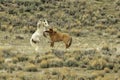A Pair of Wild Mustangs Sparring in the Colorado High Desert