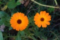 Two wild orange daisies Royalty Free Stock Photo