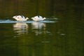 Pair of pied avocets in green water