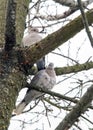 Two wild pigeons on the branches of an old tree. Royalty Free Stock Photo