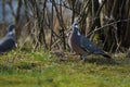 Two wild pigeons sit in the garden