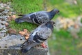 Two wild pigeons sitting on a concrete slab on a green grass background