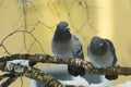 Two wild pigeons sitting on a tree branch Royalty Free Stock Photo