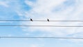 Two wild pigeons sitting on a wire in the blue sky of Bangladesh winter