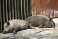 Two wild pigs Royalty Free Stock Photo