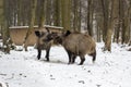 Two wild pigs fighting each other with open snout in the winter snowy forest Royalty Free Stock Photo