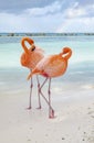 Two Wild Pink Flamingos on a Caribbean Beach 5