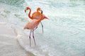 Two Wild Pink Flamingos on a Caribbean Beach 1 Royalty Free Stock Photo