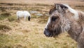 Two wild ponies Royalty Free Stock Photo