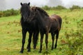 Wild ponies on Dartmoor National Park Royalty Free Stock Photo