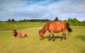 Two Wild Ponies VA Grayson Highlands State Park Royalty Free Stock Photo