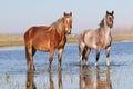 Two wild horses on the watering  place Royalty Free Stock Photo