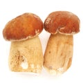 Two wild porcini mushrooms (Boletus edulis) isolated Royalty Free Stock Photo