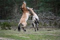 Wild Przewalski horses near a forest fighting with each other