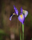 Wild purple iris blooms in spring in Florida Everglades_