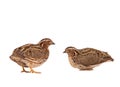 Two wild quail Coturnix coturnix isolated on a white background