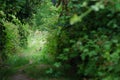 Two wild rabbits Oryctolagus cuniculus are sitting upright, back to back, in a forest clearing between blackberry bushes Royalty Free Stock Photo