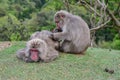 Macaca fuscata delousing in the forest