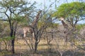 Two Wild Reticulated Giraffe and African landscape in national Kruger Park in UAR