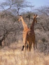 Two wild reticulated giraffe walking between bush and trees Royalty Free Stock Photo