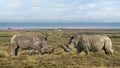 Two wild rhino facing to fight at Lake Nakuru National Park Kenya Royalty Free Stock Photo