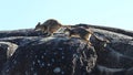 Leaping rock-wallabies