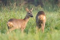 Two wild roe deers grazing in a field